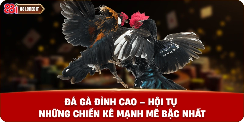 Đá gà đỉnh cao – Hội tụ những chiến kê mạnh mẽ bậc nhất